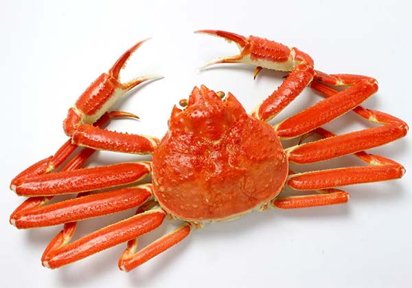 蟹